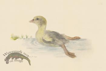 Rudbeck CFA 218 Gosling